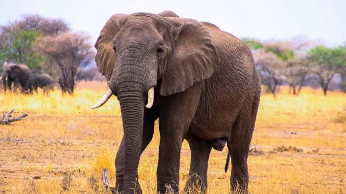 Tansania Serengeti Reise Wagner Reisen Reisebüro Rosenheim