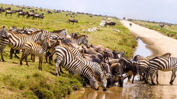 Tansania Serengeti Reise Wagner Reisen Reisebüro Rosenheim