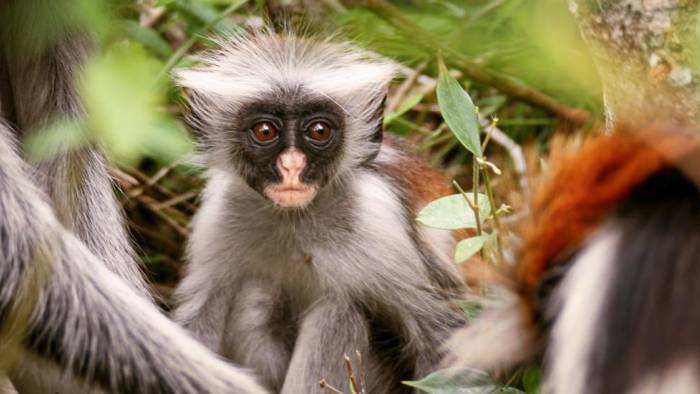 Tansania Serengeti Reise Wagner Reisen Reisebüro Rosenheim