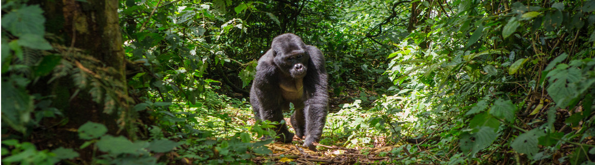 Gorilla Uganda